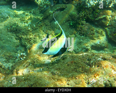 Blühende Korallenriff mit marinen Lebens und tropische Fische (lebendig Stockfoto