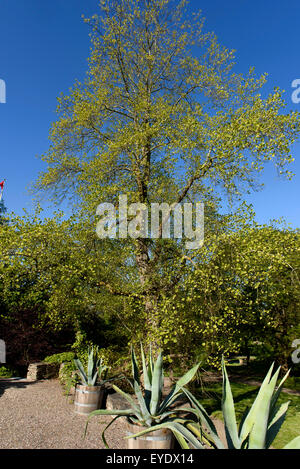 Botanischer Garten in Visby, Insel Gotland, Schweden Stockfoto