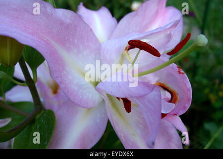 Rosa Stargazer Lilien Stockfoto