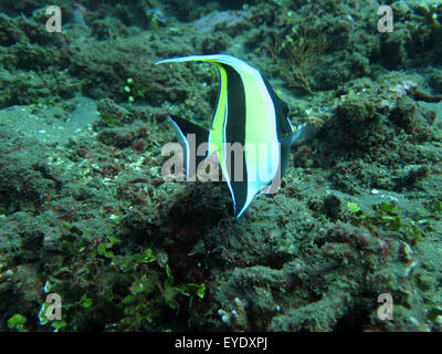 Blühende Korallenriff mit marinen Lebens und tropische Fische (lebendig Stockfoto