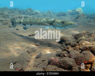 Großer Barracuda Fisch im Ozean Bali Stockfoto