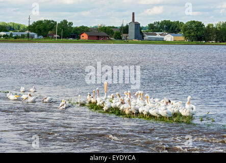 Iowa, Amana Colonies, Amana, amerikanische weiße Pelikane (Pelecanus Erythrorhynchos) in überfluteten Hof Feld Stockfoto