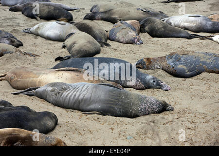 Nördlichen See-Elefanten (Mirounga Angustirostris) lag am Strand, Piedras Blancas Rookery, San Simeon, Kalifornien, Vereinigte Staaten von Amerika Stockfoto