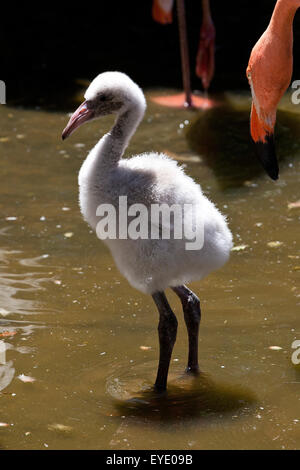 Juvenile American Flamingo / Caribbean Flamingo (Phoenicopterus Ruber) Charles Paddock Zoo, Atascadero, Kalifornien, Vereinigte Staaten von Amerika Stockfoto