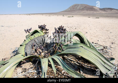 Männliche Welwitschia Pflanze (Welwitschia Mirabilis), Messum Crater, Namibia, Afrika Stockfoto