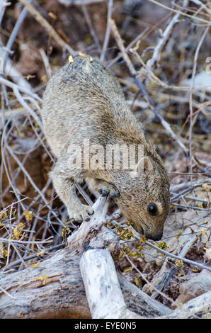 Rock Hyrax auf Log (Procavia Capensis), Etosha Nationalpark, Namibia Stockfoto