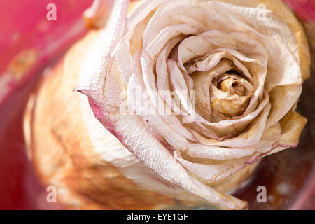 getrocknete Rosen mit Hintergrund closeup Stockfoto