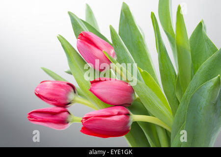 Rote Tulpe Blume auf Hintergrund Stockfoto