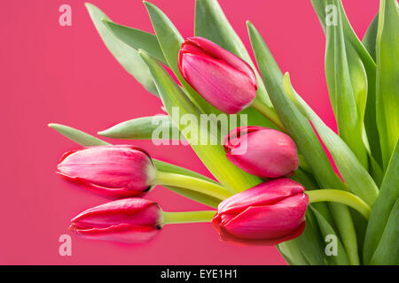 Rote Tulpe Blume auf Hintergrund Stockfoto