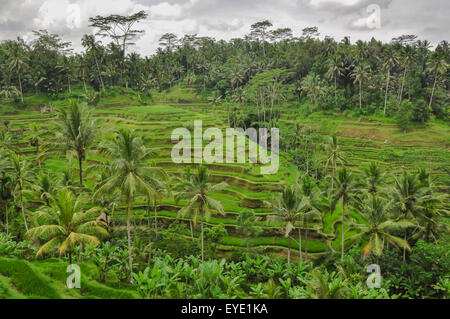 Reisfeld Bali Indonesien Ubud Bali 2011 Stockfoto