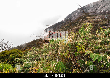 Wandern am Berg Kinabalu, Kotakinabalu Malaysia 2011 Stockfoto