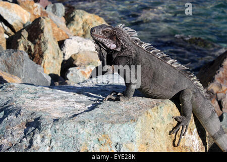 Graue Leguan auf den Felsen in der Nähe von Meerwasser Stockfoto