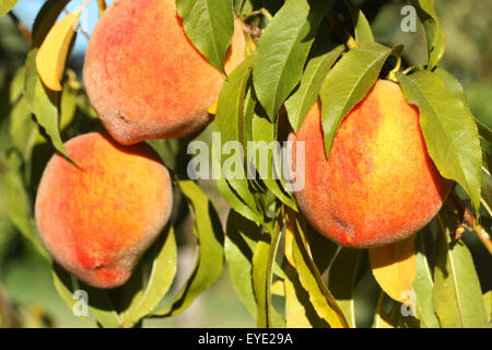Reife Pfirsiche auf dem Ast Stockfoto