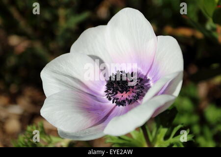 Nahaufnahme eines weißen Anemone mit lila Schimmer auf Blütenblätter Stockfoto