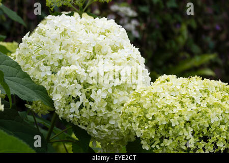 Cremig-weißen Blüten der Strauch, Hydrangea Arborescens 'Annabelle' Stockfoto