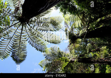 Waitekere Range Park, Auckland, Neuseeland Stockfoto