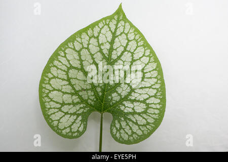 Sibirische Bugloss (Brunnera Macrophylla 'Jack Frost'), Blatt, ursprünglich aus dem Kaukasus Stockfoto