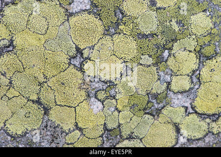 Karte von Flechten (Rhizocarpon Geographicum) auf Felsen, Vogesen, Elsass und Lothringen, Frankreich Stockfoto