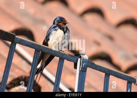 Rauchschwalbe (Hirundo Rustica) thront auf Dachrinne, Hessen, Deutschland Stockfoto