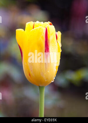 Gelbe Tulpe Nahaufnahme Schuss Stockfoto