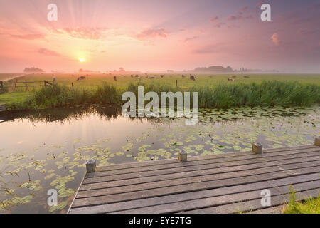 dramatische Sonnenaufgang über dem Fluss mit Steg und Vieh auf der Weide, Niederlande Stockfoto