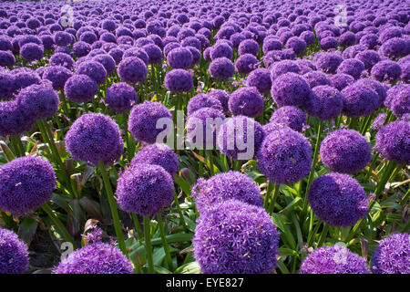 Blumen von der Zwiebelpflanzen Stockfoto