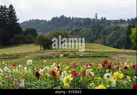 Bereich der Dahlien auf dem Ferncliff Gärten Showgarden, überragt vom Turm der Abtei auf dem Hügel. In Mission, BC, Kanada Stockfoto