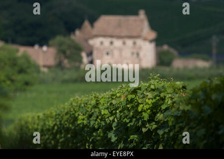 Südtiroler Weinberge Landwirtschaft und fernen, Südtirol. Stockfoto