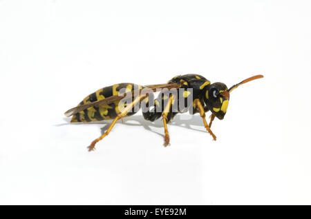 Wespe Vespula, Germanica, Stockfoto