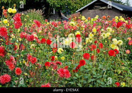 Bereich der Dahlien in der Showgarden am Ferncliff Gärten in Mission, British Columbia, Kanada.  Bunte Sommer Stauden. Stockfoto