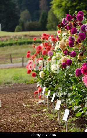 Showgarden Dahlien auf dem Display an Ferncliff Gärten in Mission, BC.  Farbenfrohe Dahlien Blumenfeld. Stockfoto