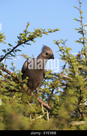 Graue Go-away-Bird (Corythaixoides Concolor), Krüger Nationalpark, Südafrika, Stockfoto