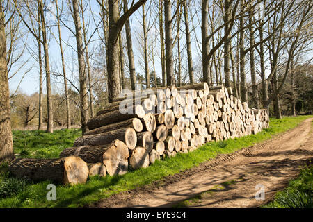 Gestapelte Holz aufgeschichtet, Sutton, Suffolk, England, UK Stockfoto