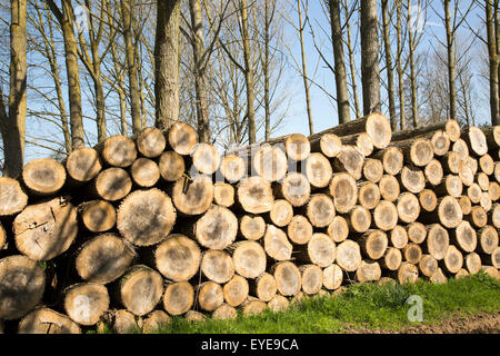 Gestapelte Holz aufgeschichtet, Sutton, Suffolk, England, UK Stockfoto