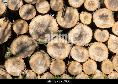 Gestapelte Holz aufgeschichtet, Sutton, Suffolk, England, UK Stockfoto