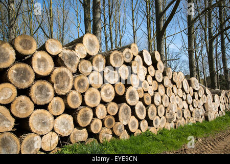 Gestapelte Holz aufgeschichtet, Sutton, Suffolk, England, UK Stockfoto