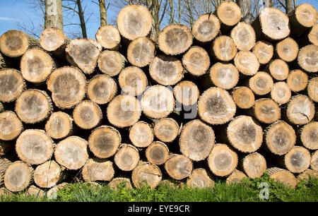 Gestapelte Holz aufgeschichtet, Sutton, Suffolk, England, UK Stockfoto