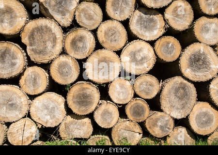 Gestapelte Holz aufgeschichtet, Sutton, Suffolk, England, UK Stockfoto