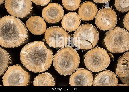 Gestapelte Holz aufgeschichtet, Sutton, Suffolk, England, UK Stockfoto