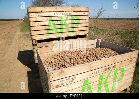 Boxen von Saatkartoffeln gepflanzt werden in Feldern, Sutton, Suffolk, England, UK Stockfoto