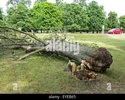 Baum über Nacht durch starken Wind umgeweht. 28. Juli 2015. Bushy Park, Royal Parks, Hampton Court, East Molesey, Surrey, England, Großbritannien, Vereinigtes Königreich, UK, Europa. Bildnachweis: Ian Flasche/Alamy Live-Nachrichten Stockfoto