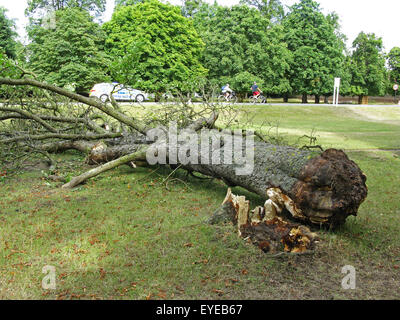 Baum über Nacht durch starken Wind umgeweht. 28. Juli 2015. Bushy Park, Royal Parks, Hampton Court, East Molesey, Surrey, England, Großbritannien, Vereinigtes Königreich, UK, Europa. Bildnachweis: Ian Flasche/Alamy Live-Nachrichten Stockfoto