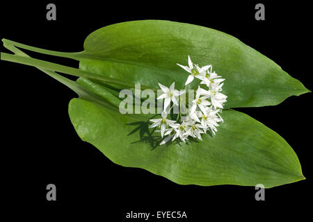Baerlauch; Allium; Ursinum; Zwiebelpflanze; Stockfoto