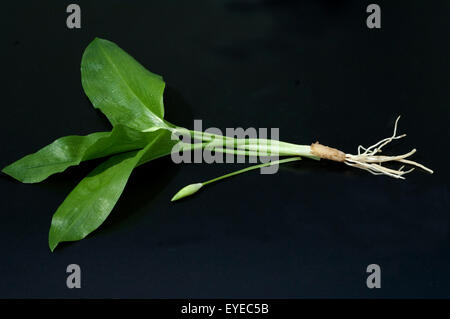 Baerlauch; Allium; Ursinum; Stockfoto