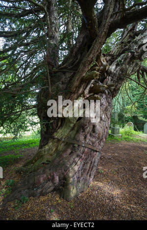 Alten gemeinsamen Eibe (Taxus Baccata), auf dem Kirchhof von St. Cuthbert, Beltingham, Northumberland, UK Stockfoto