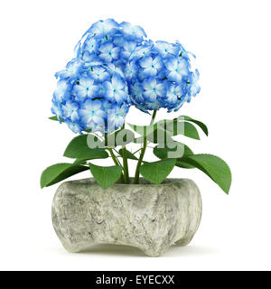 blaue Blume in Stein Topf isoliert auf weißem Hintergrund Stockfoto