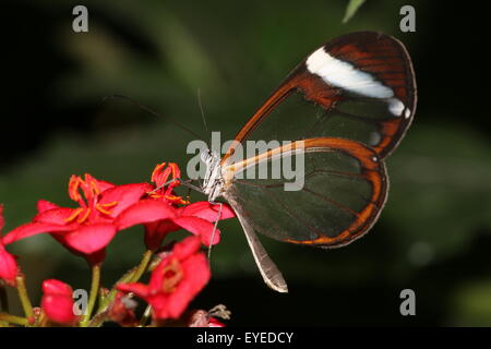 Neotropischen Glasswinged Schmetterling oder Clearwing (Greta Oto) ernähren sich von einem exotischen tropischen Blumen. Stockfoto