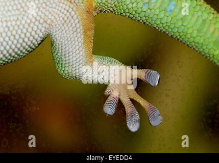 Nahaufnahme von einer grün-Madagaskar-Taggecko (Phelsuma Madagascariensis) festhalten an (schmutzigen) Glasfenster mit seiner klebrigen Zehen-pads Stockfoto
