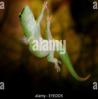 Green Madagaskar Taggecko (Phelsuma Madagascariensis) festhalten an einem Glasfenster mit seiner klebrigen Zehen-pads Stockfoto