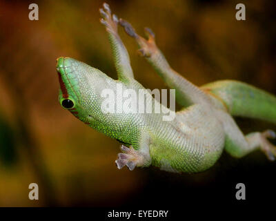 Green Madagaskar Taggecko (Phelsuma Madagascariensis) festhalten an (schmutzigen) Glasfenster mit seiner klebrigen Zehen-pads Stockfoto